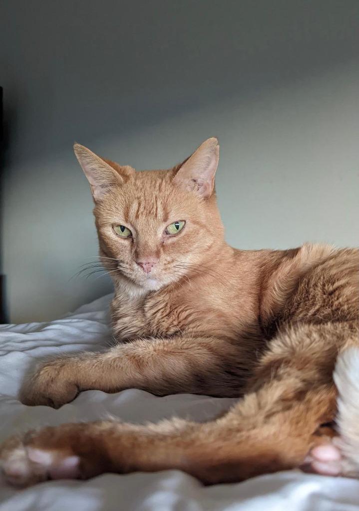 Enlarge Sherbet, a Adoptable mixed breed in Hoover , AL image 2/4