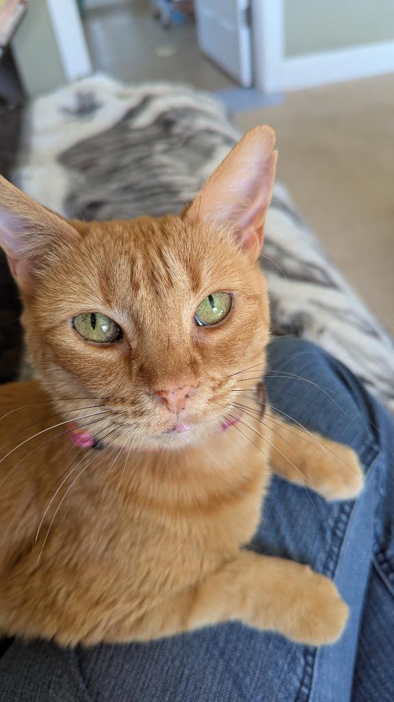Enlarge Sherbet, a Adoptable mixed breed in Hoover , AL image 3/6