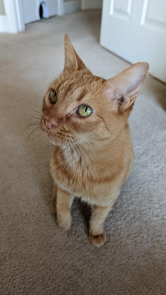Enlarge Sherbet, a Adoptable mixed breed in Hoover , AL image 5/6