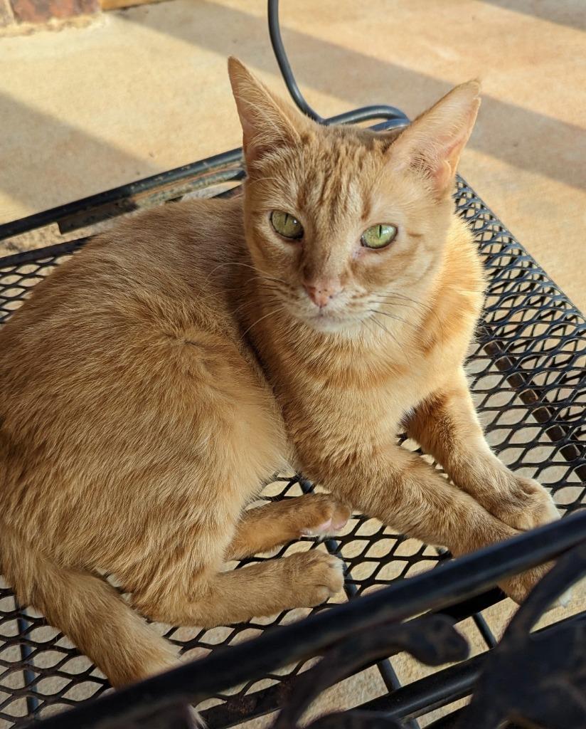 Enlarge Sherbet, a Adoptable mixed breed in Hoover , AL image 6/6