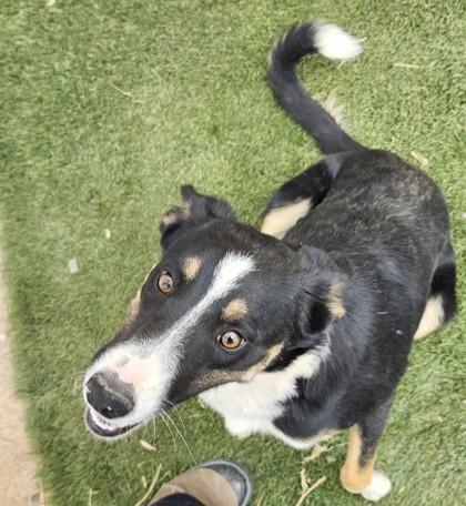 Puddin, Adoptable, Adult Female Border Collie & Mixed Breed.