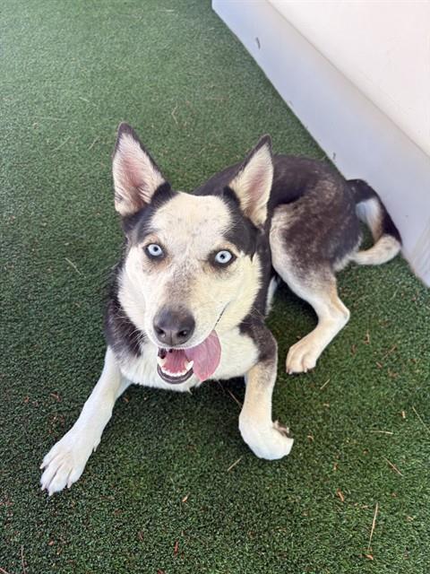 Enlarge BONNIE, a Adoptable mixed breed in Castaic, CA image 1/1