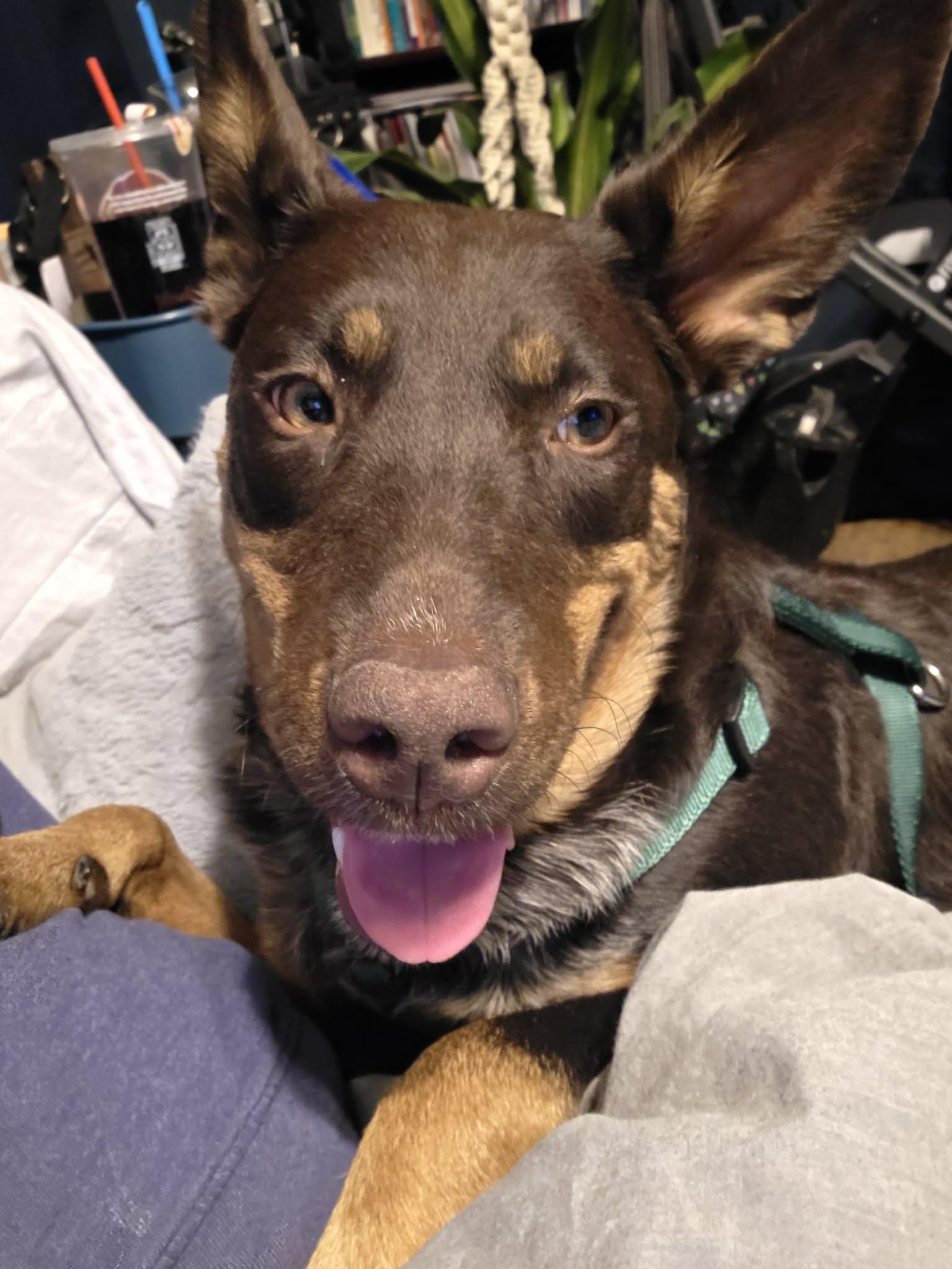 Philadelphia Eagles Pups