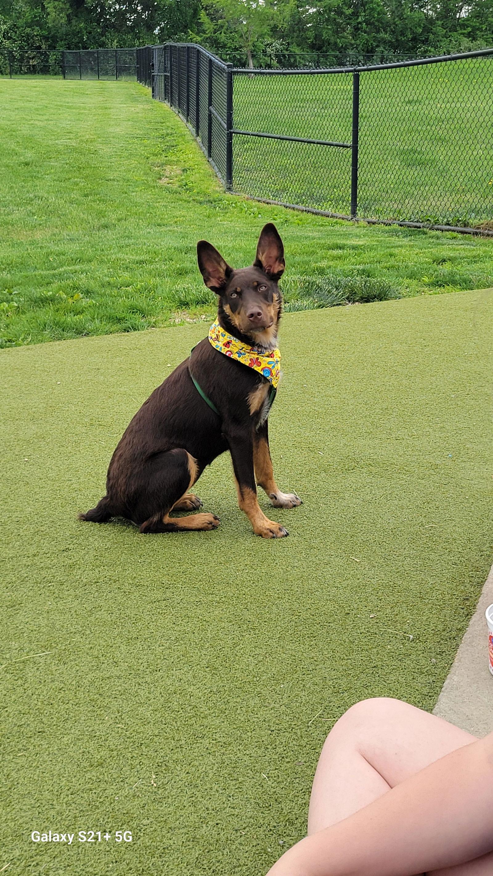 Philadelphia Eagles Pups - Devonte, a Adoptable Australian Shepherd in Ashville, OH image 1/3