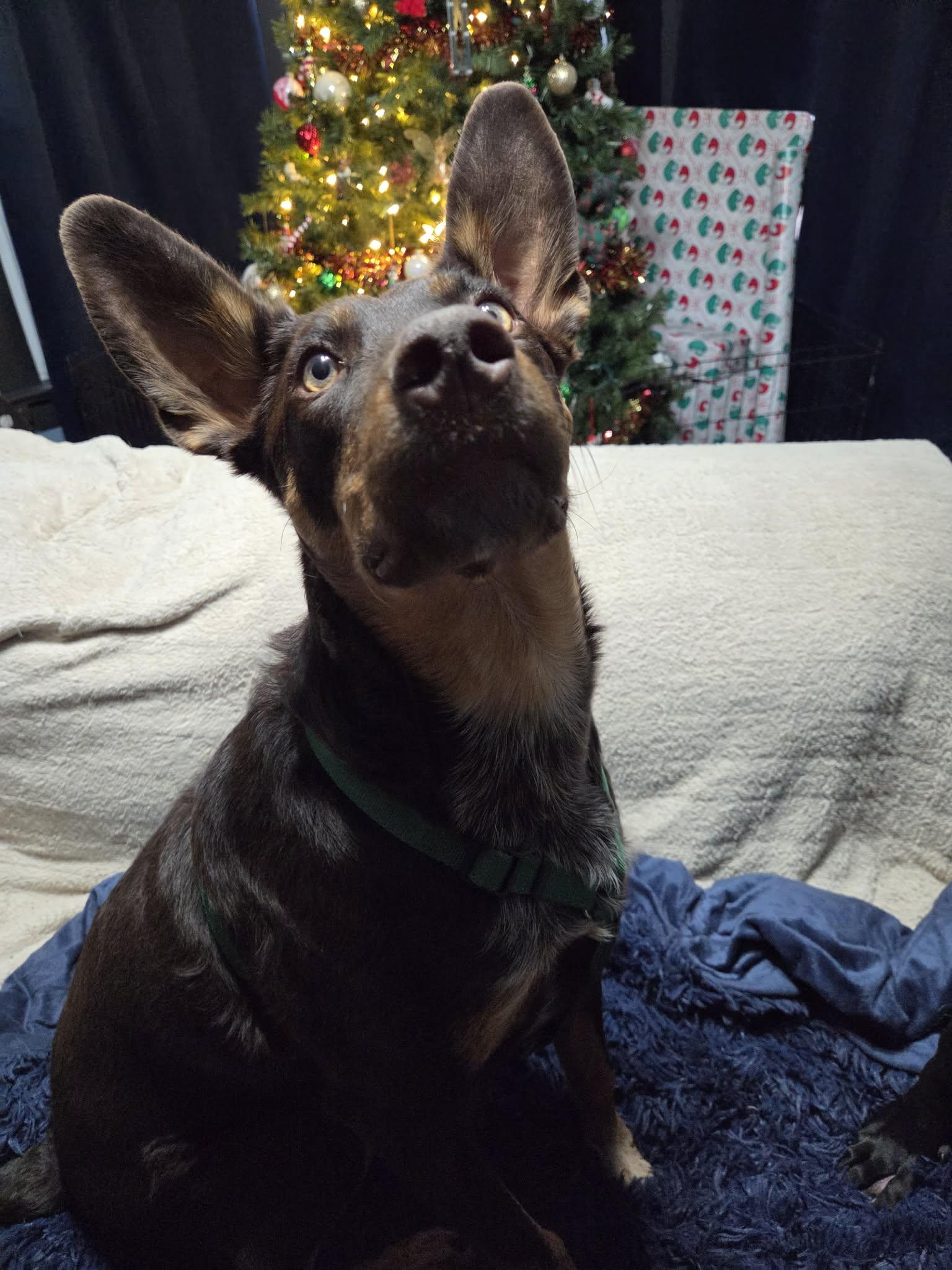 Philadelphia Eagles Pups  thumbnail 3