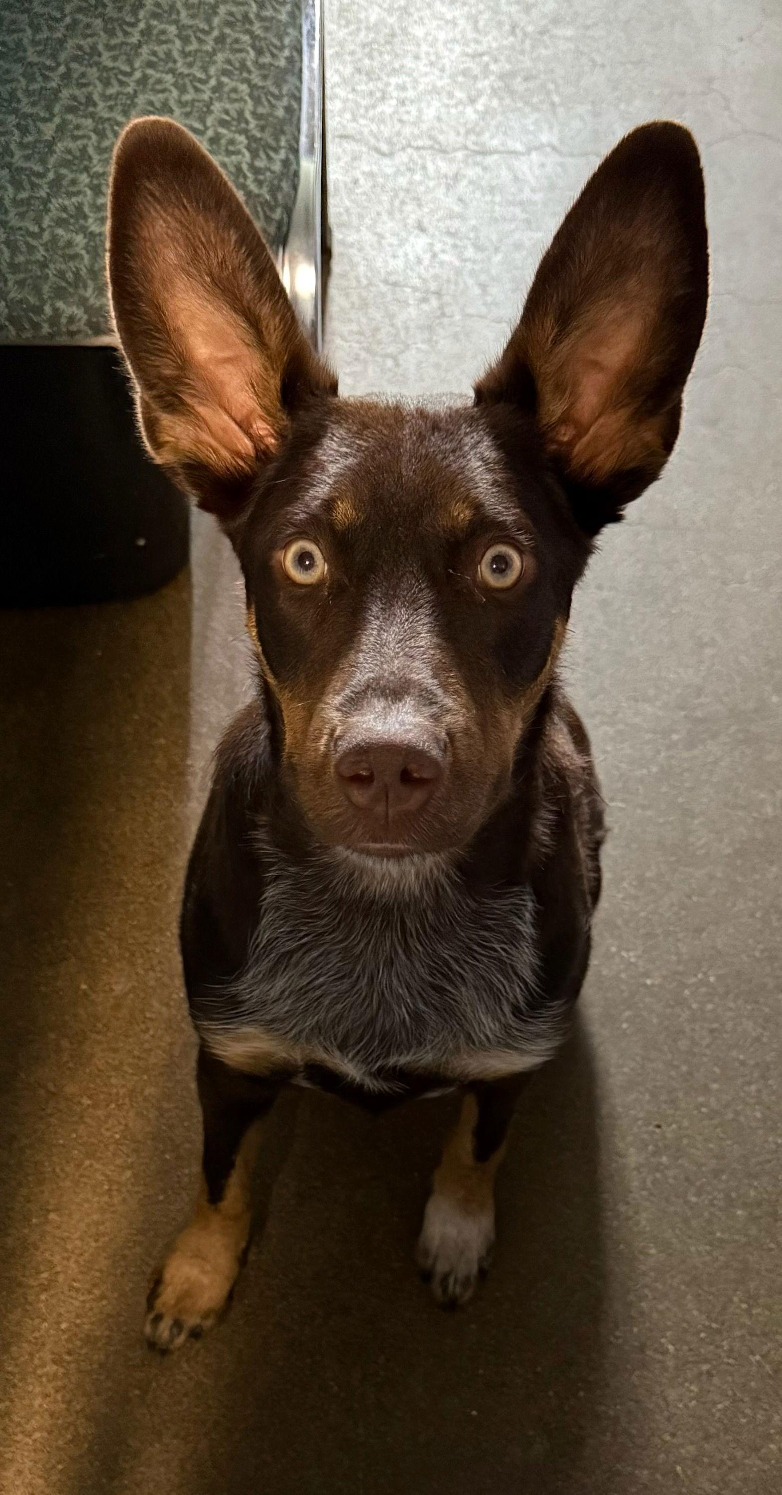 Philadelphia Eagles Pups - Devonte, a Adoptable Australian Shepherd in Ashville, OH image 2/3