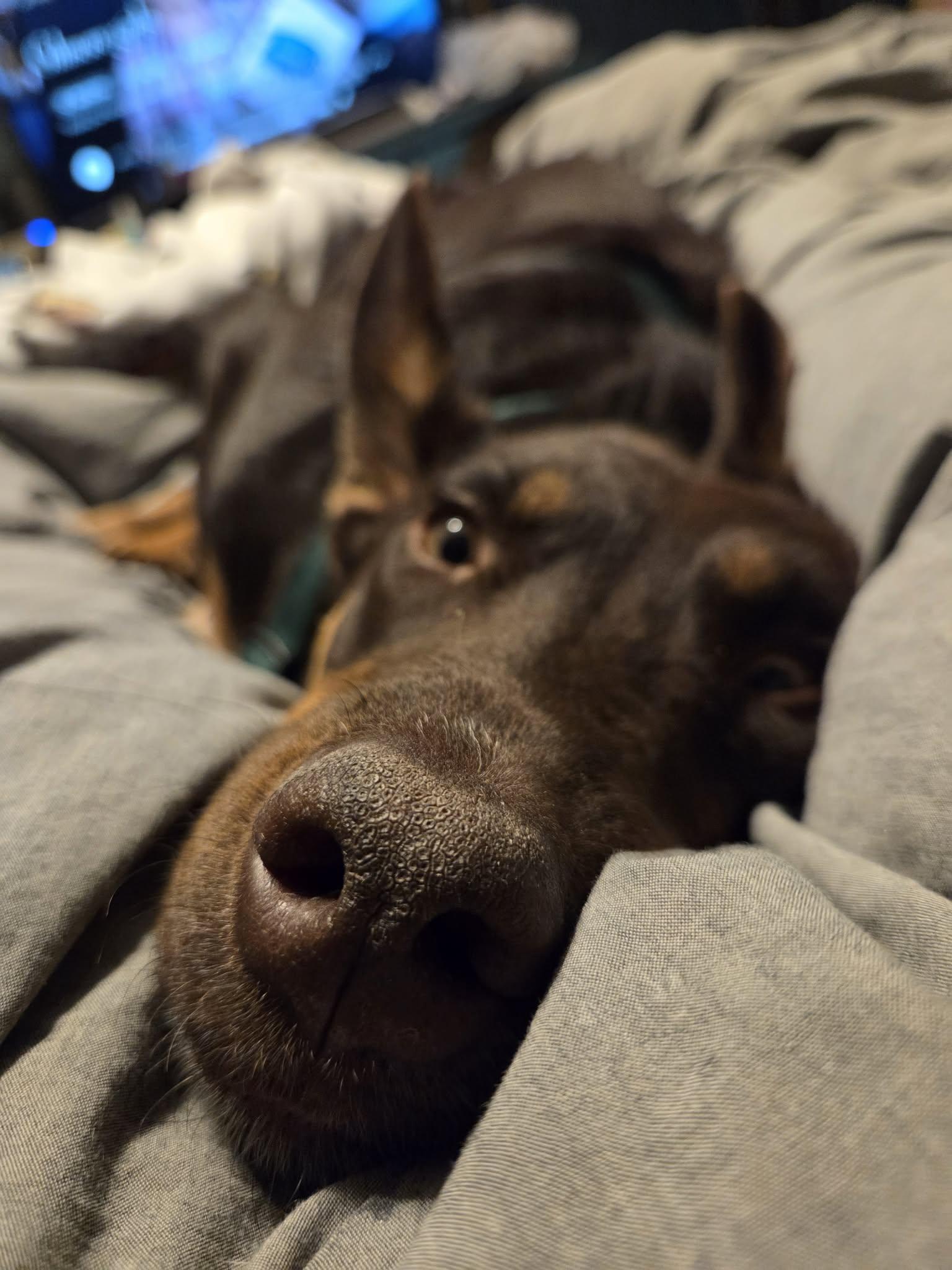 Philadelphia Eagles Pups  thumbnail 4