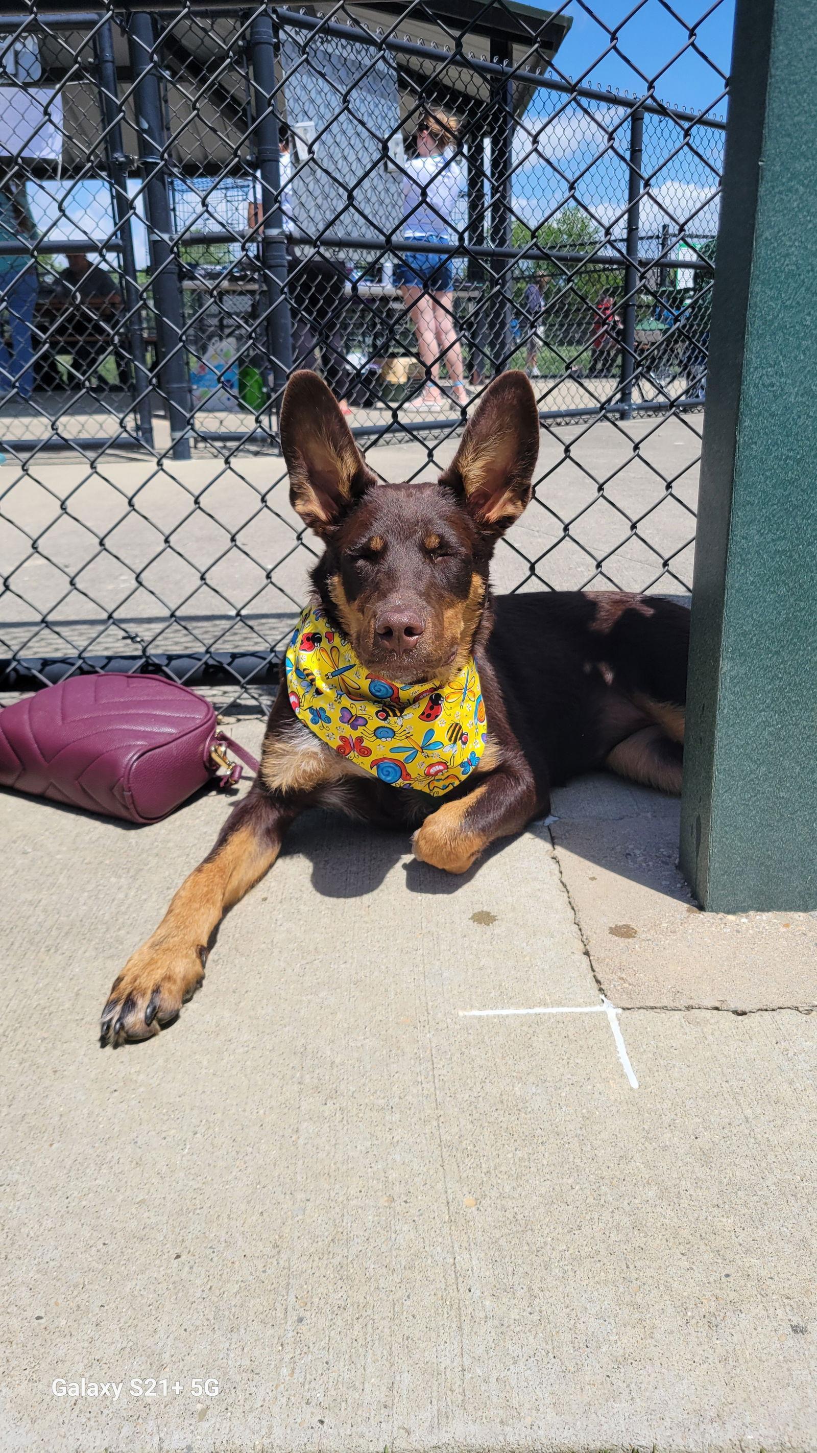 Philadelphia Eagles Pups - Devonte, a Adoptable Australian Shepherd in Ashville, OH image 3/3