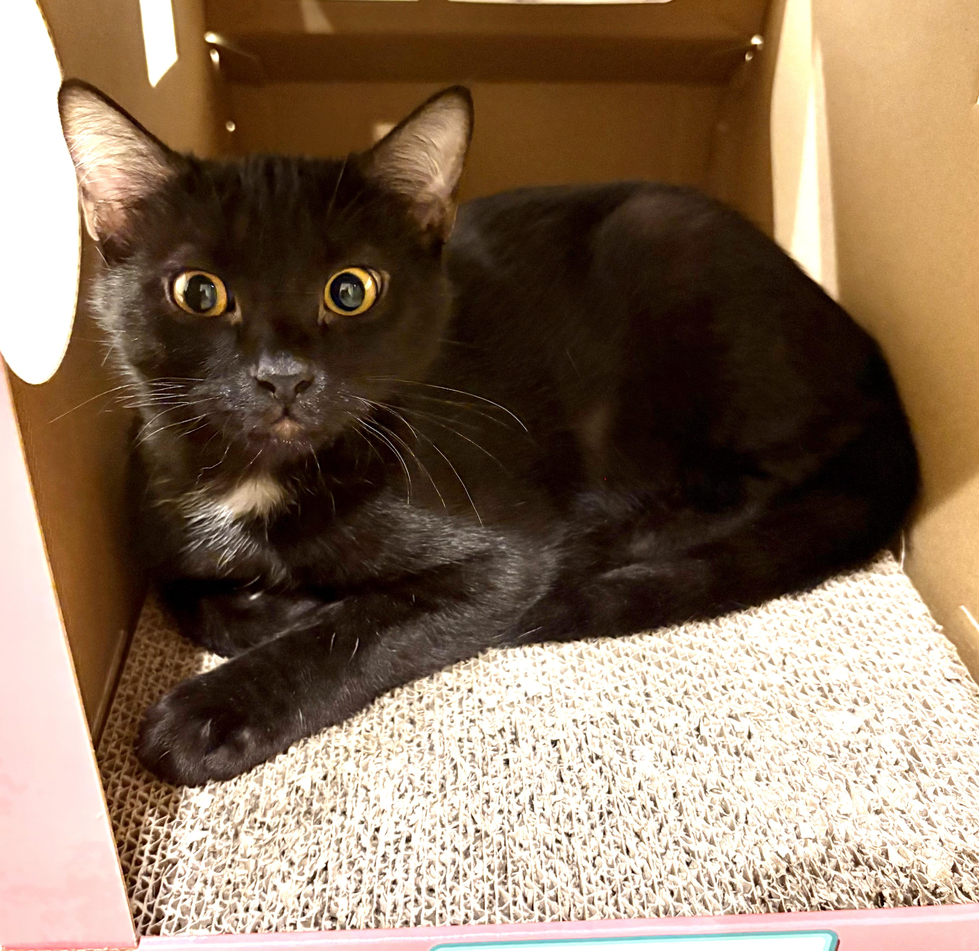 Snugglepunk & Mini Spice, a Adoptable Domestic Short Hair in Lincoln, NE image 6/6