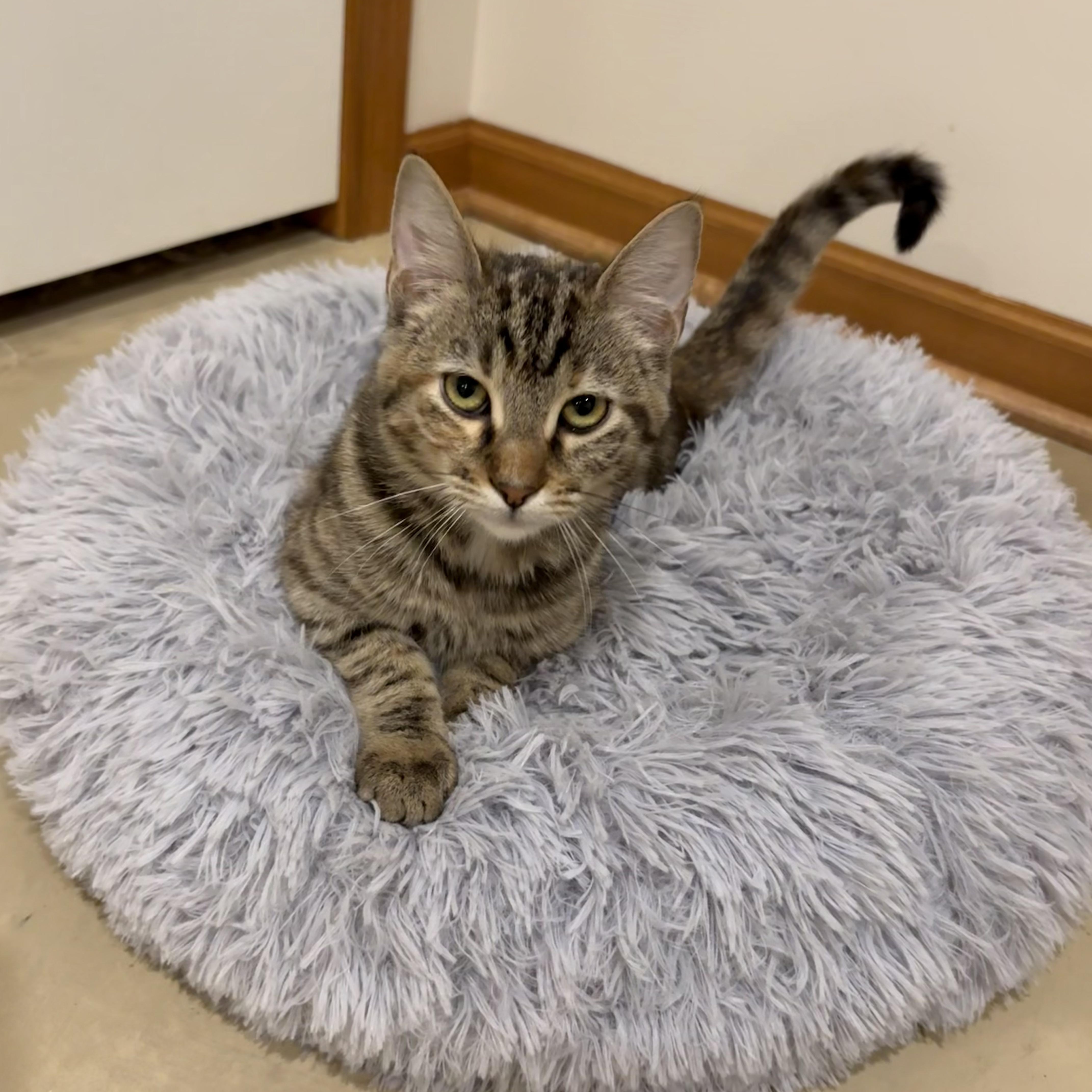 Snugglepunk & Mini Spice, a Adoptable Domestic Short Hair in Lincoln, NE image 5/6