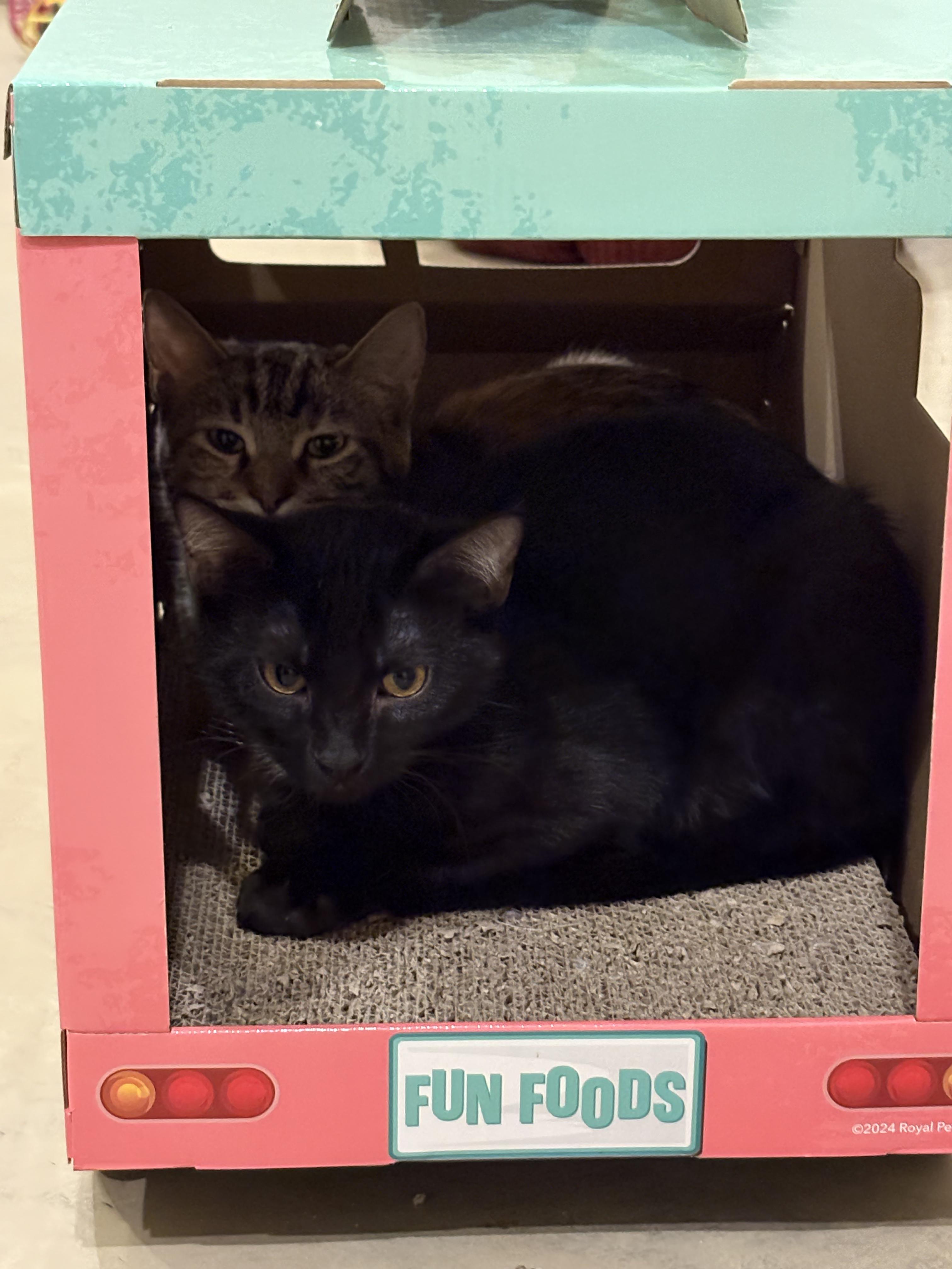 Snugglepunk & Mini Spice, a Adoptable Domestic Short Hair in Lincoln, NE image 4/6
