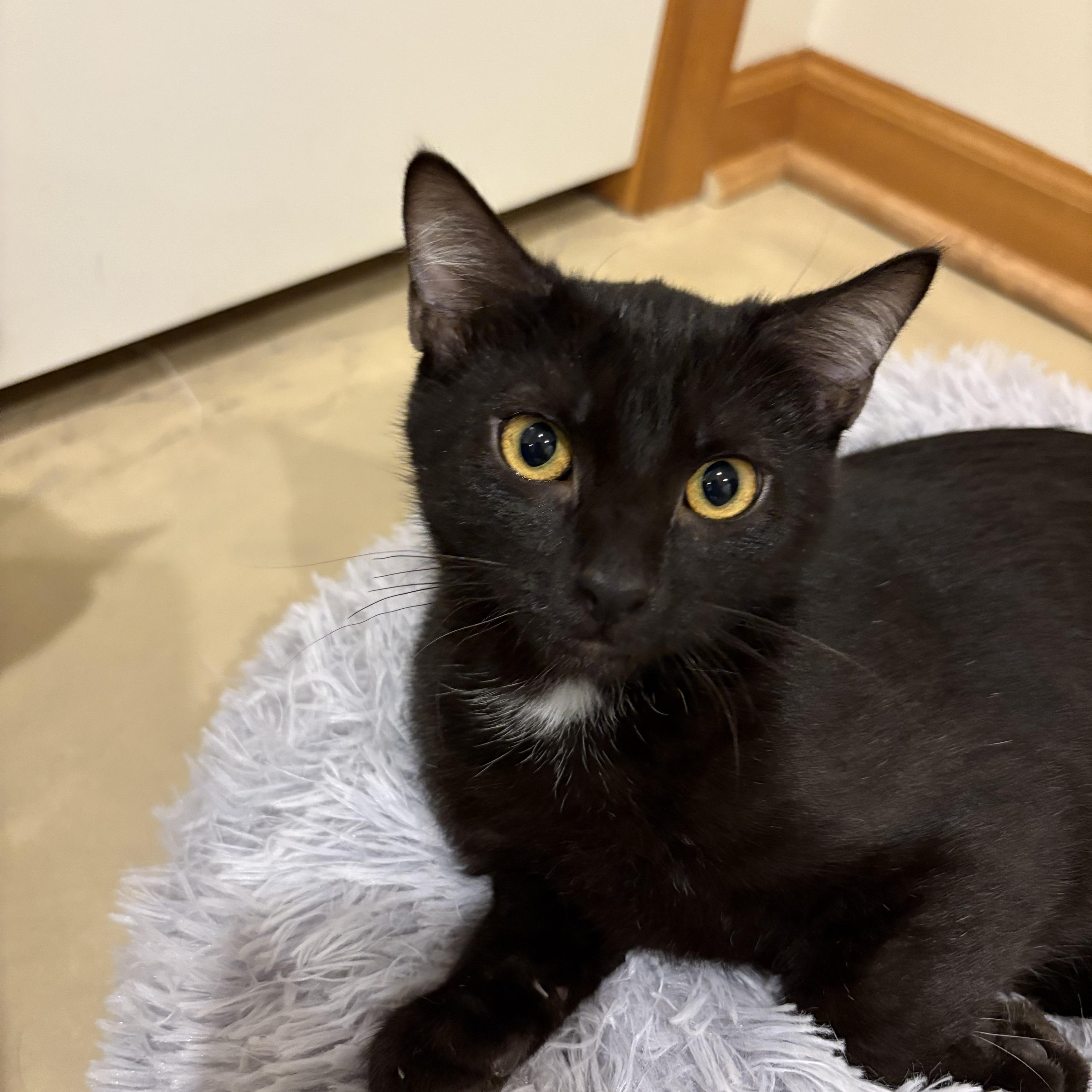 Snugglepunk & Mini Spice, a Adoptable Domestic Short Hair in Lincoln, NE image 3/6