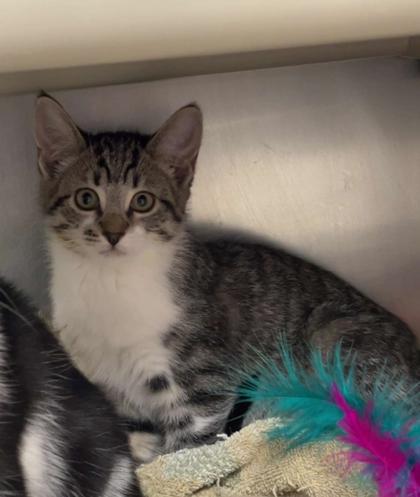 Enlarge Mai Tai, a Adoptable mixed breed in Elmira, NY image 1/1