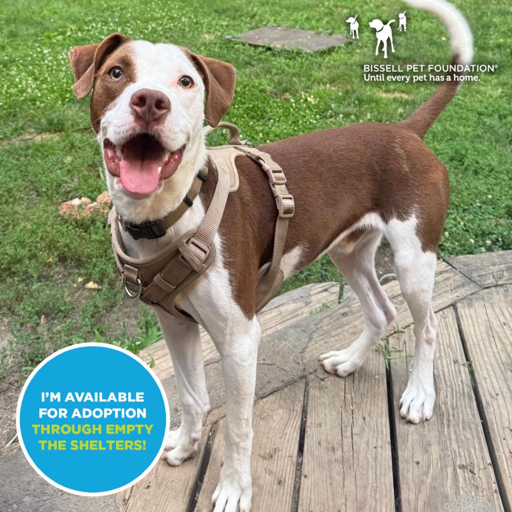 Enlarge Worm- $70 Adoption Fee!, a Adoptable Mixed Breed in Cincinnati, OH image 1/5
