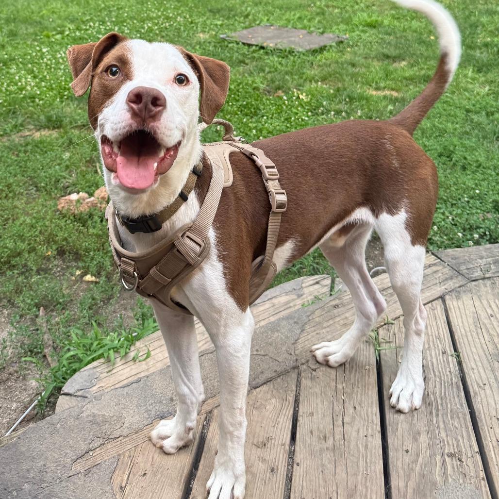Worm, Adoptable, Young Male Mixed Breed.