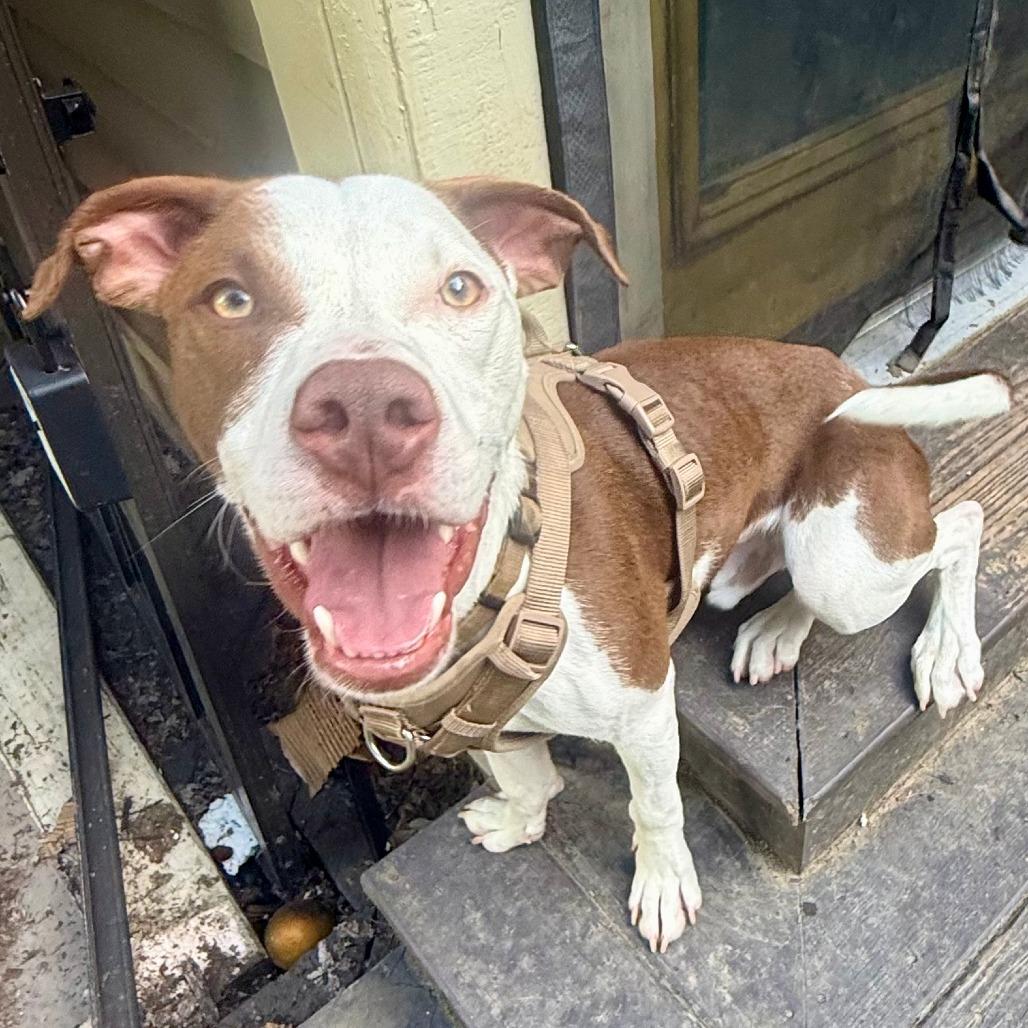 Enlarge Worm, a Adoptable Mixed Breed in Cincinnati, OH image 2/4