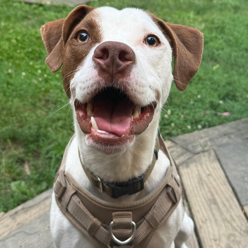 Enlarge Worm, a Adoptable Mixed Breed in Cincinnati, OH image 3/4