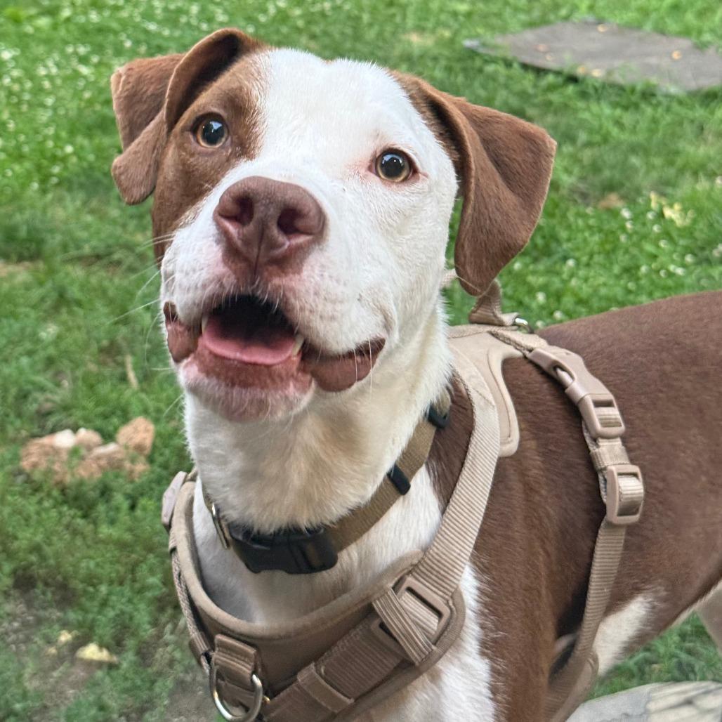 Enlarge Worm, a Adoptable Mixed Breed in Cincinnati, OH image 4/4