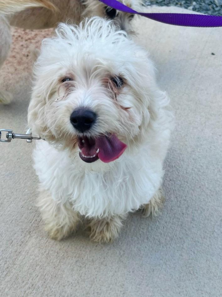 Marshmallow, Adopted, Puppy Female Poodle & Mixed Breed.