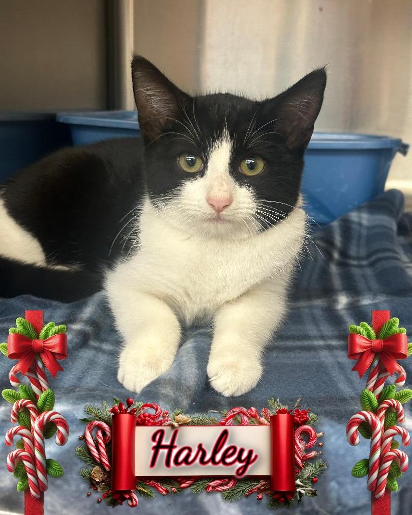 Enlarge Harley, a ADOPTABLE Domestic Short Hair in Corinth, NY image 1/1