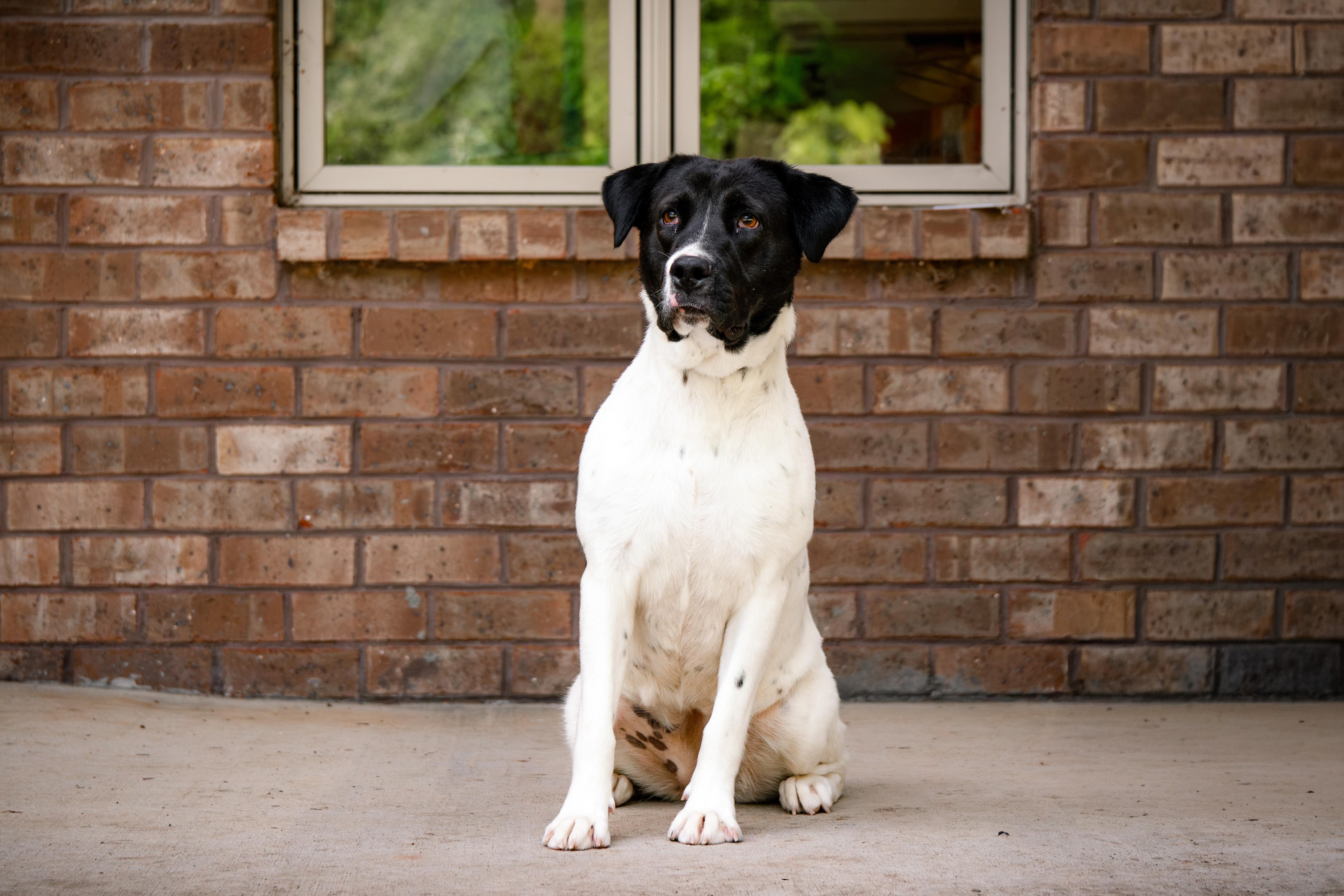 Enlarge  Phoebe , a ADOPTABLE mixed breed in Loudon, TN image 1/5