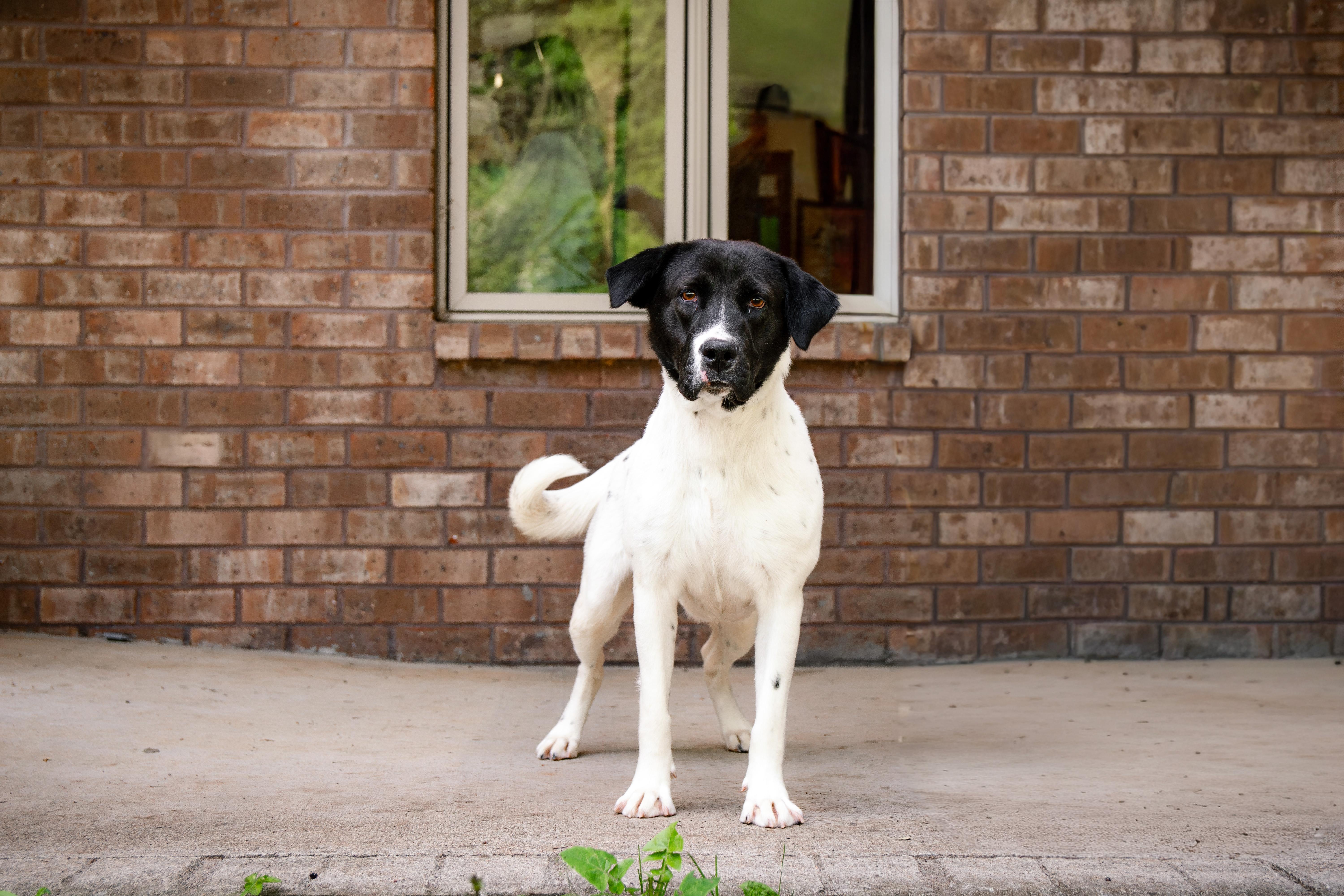 Enlarge  Phoebe , a ADOPTABLE mixed breed in Loudon, TN image 5/5