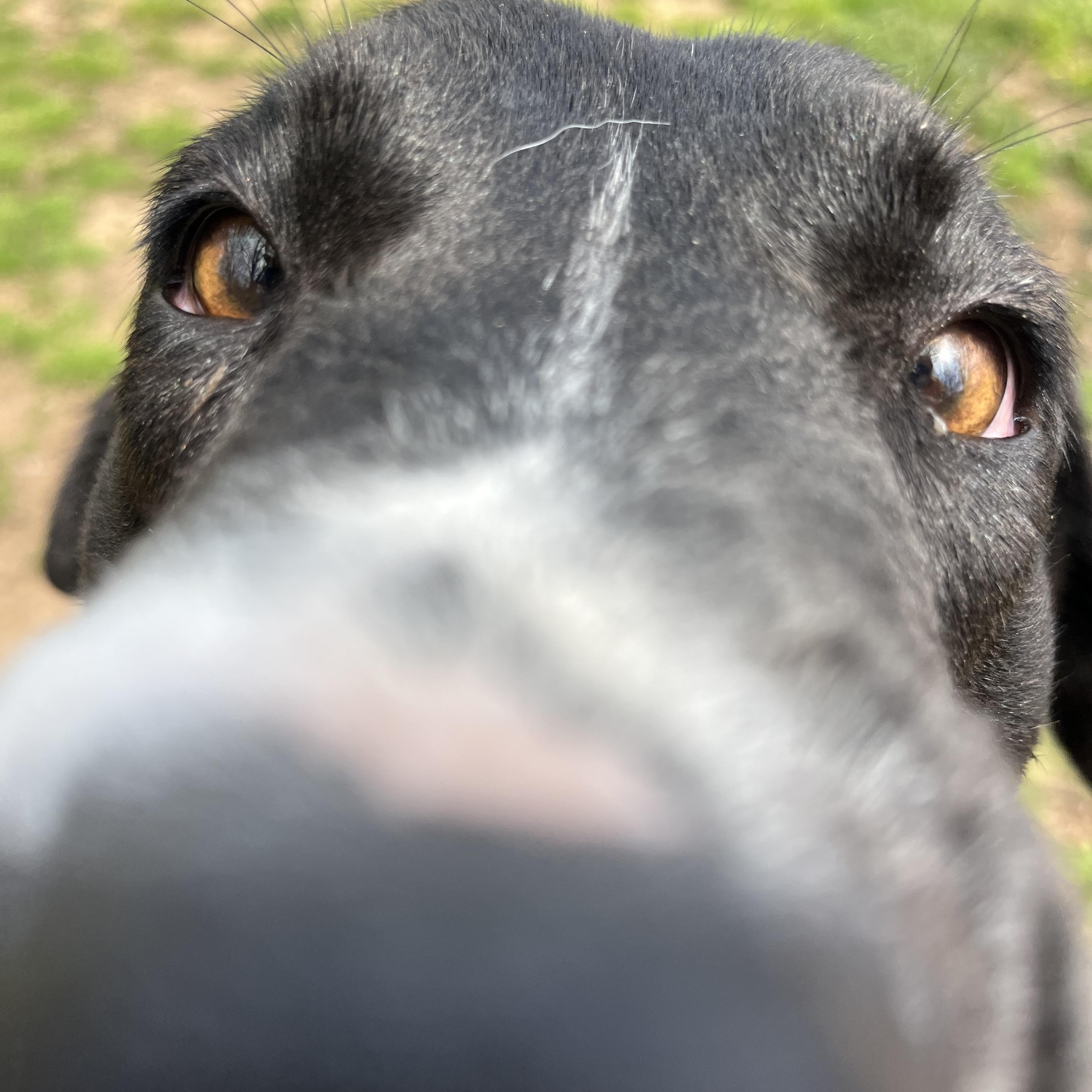 Enlarge  Phoebe , a ADOPTABLE mixed breed in Loudon, TN image 3/5