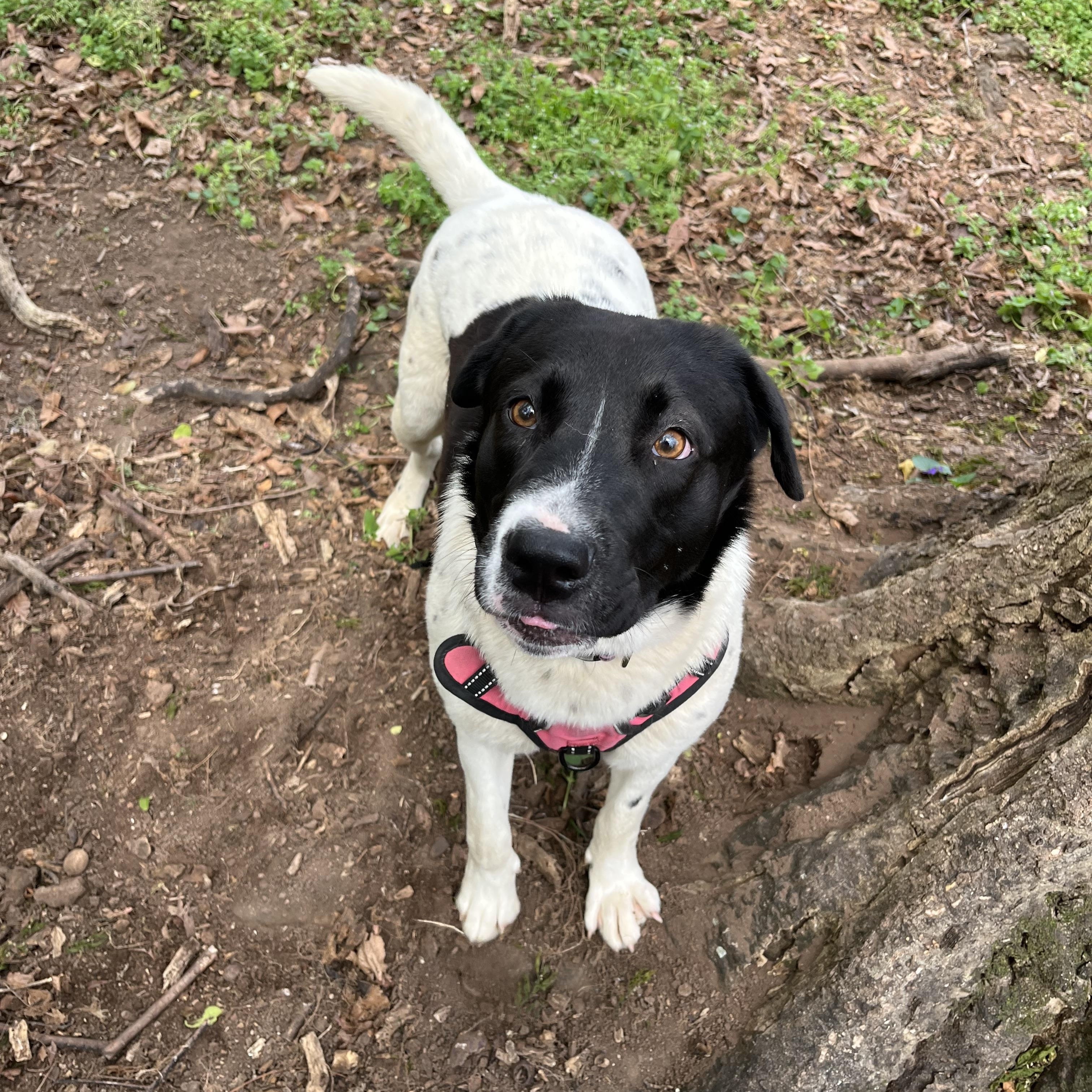 Enlarge  Phoebe , a ADOPTABLE mixed breed in Loudon, TN image 4/5