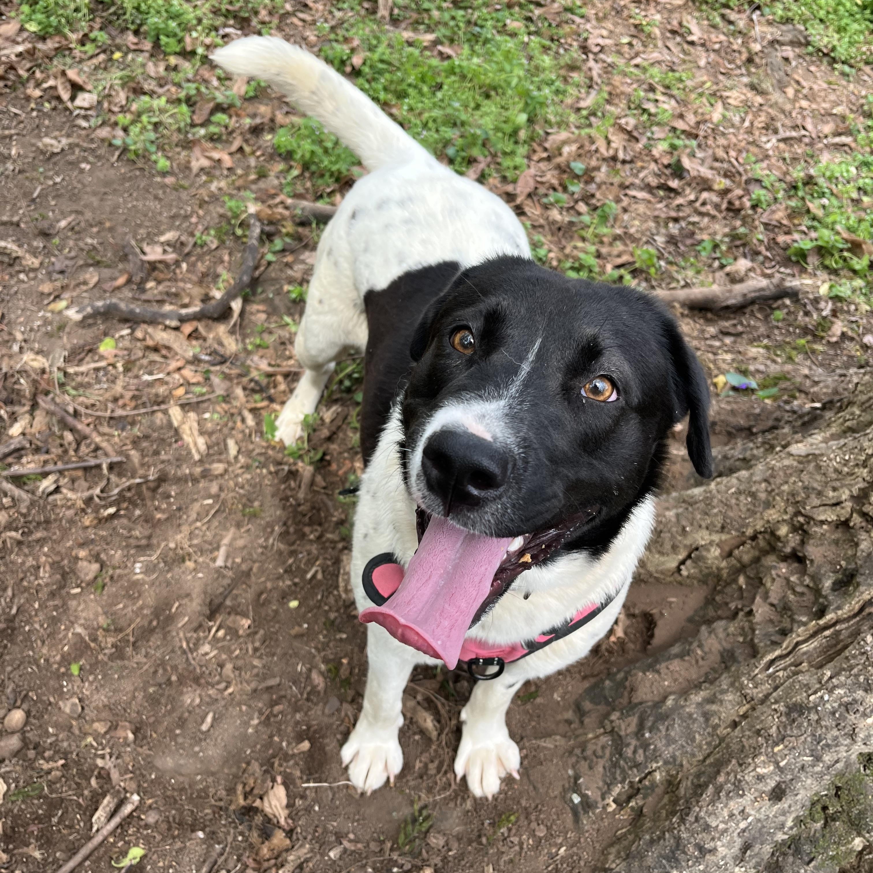 Enlarge  Phoebe , a ADOPTABLE mixed breed in Loudon, TN image 2/5