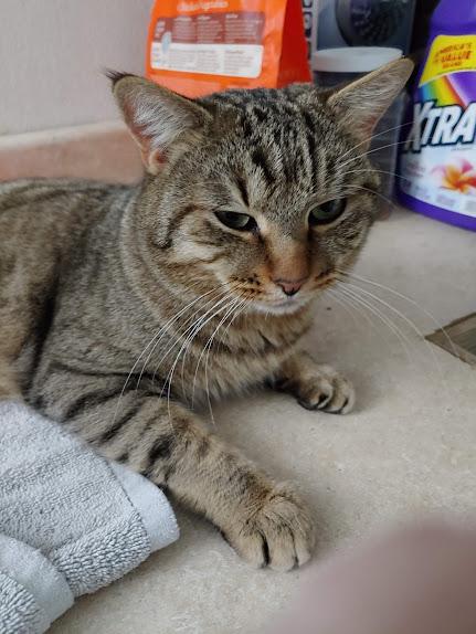 Enlarge Thomas, an adopted Domestic Short Hair in Fischer, TX image 3/4