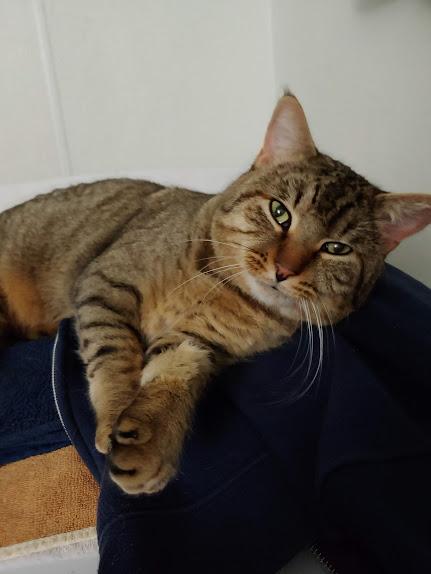 Enlarge Thomas, an adopted Domestic Short Hair in Fischer, TX image 4/4