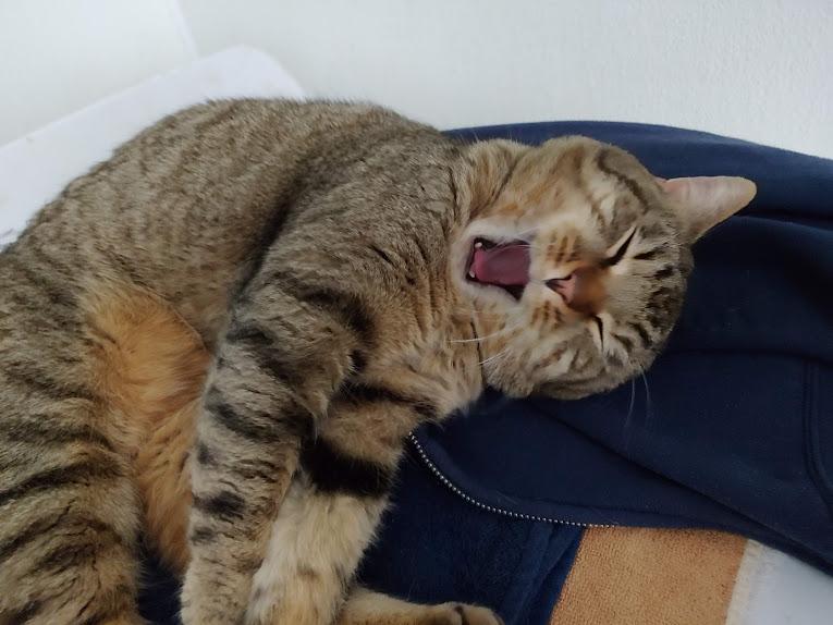 Thomas, adopted, Adult Male Domestic Short Hair.