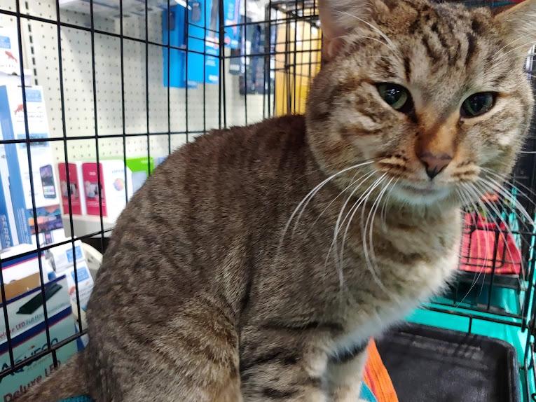 Enlarge Thomas, an adopted Domestic Short Hair in Fischer, TX image 2/4