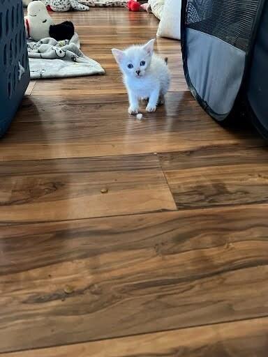 Enlarge Gouda, a Adoptable Domestic Short Hair in Pacifica, CA image 1/1