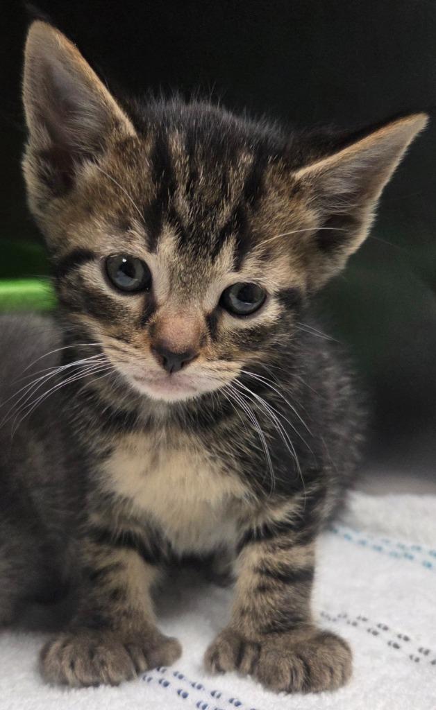 Tennessee Jed, Adoptable, Kitten Male Domestic Short Hair.