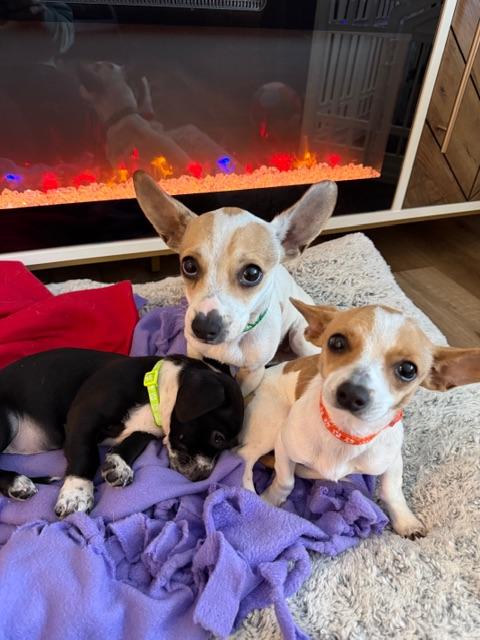 Leia, a ADOPTABLE mixed breed in benicia, CA image 3/5