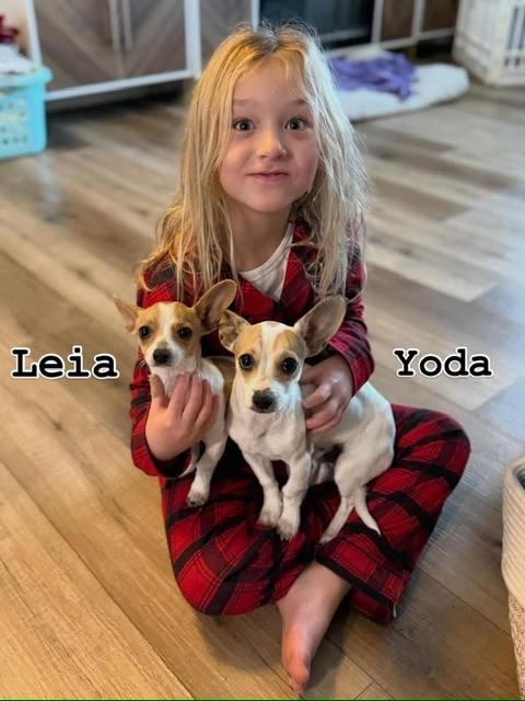 Leia, a ADOPTABLE mixed breed in benicia, CA image 2/5