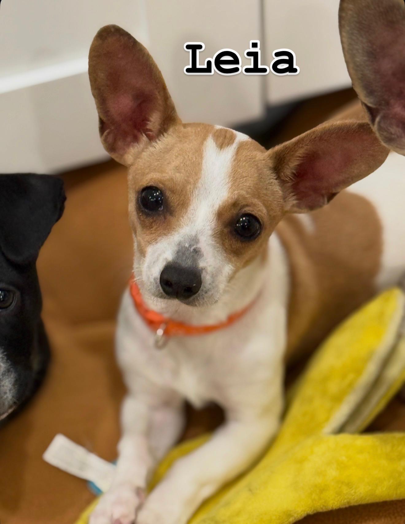 Leia, ADOPTABLE, Puppy Female Chiweenie & Beagle.
