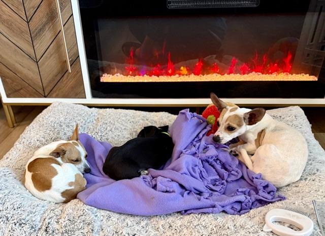 Leia, a ADOPTABLE mixed breed in benicia, CA image 4/5