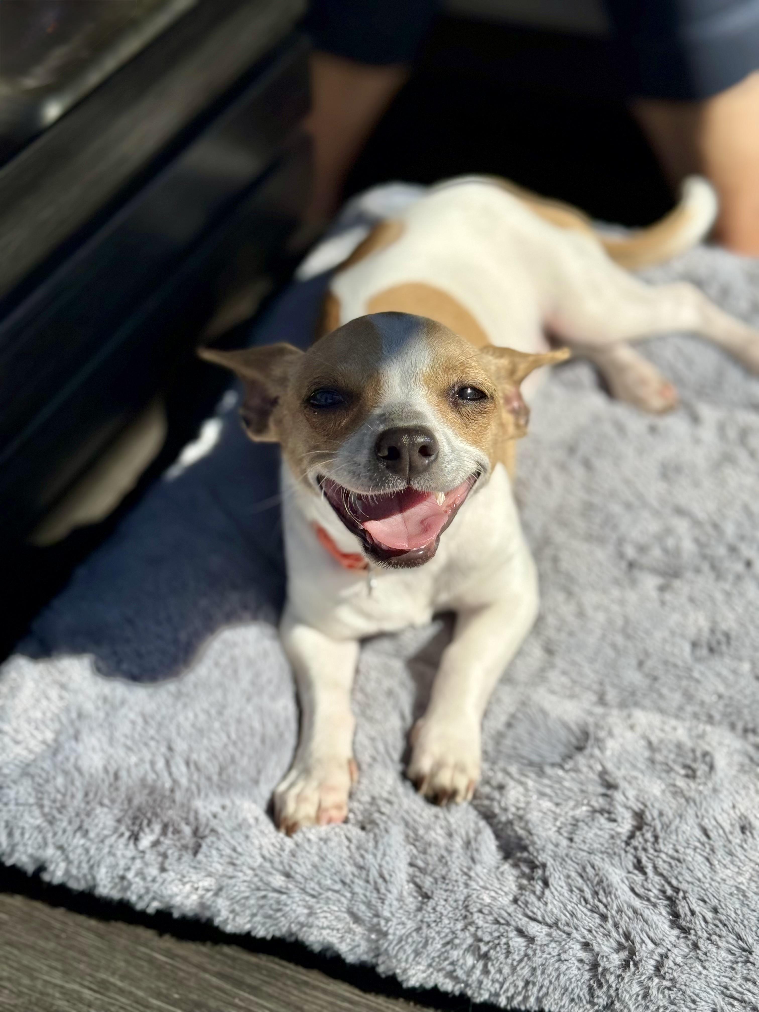 Leia, ADOPTABLE, Puppy Female Chiweenie & Beagle.