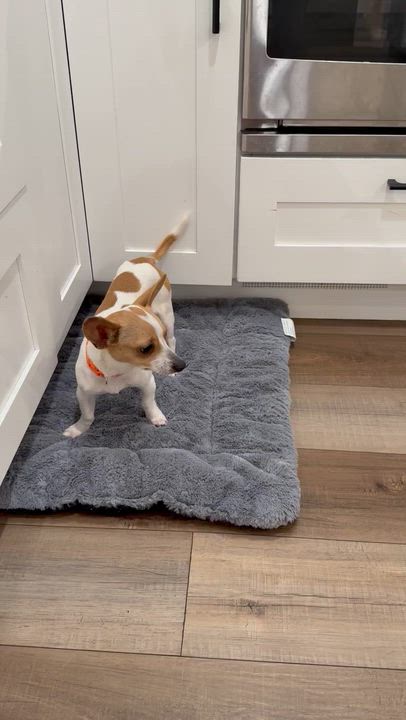 Enlarge Leia, a ADOPTABLE mixed breed in benicia, CA video 5/5