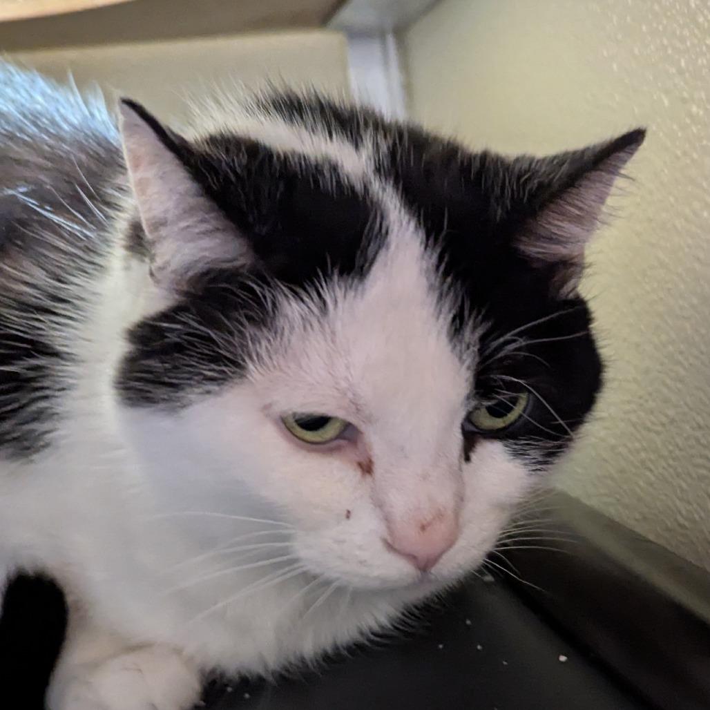 Enlarge Quinn, a Adoptable Domestic Short Hair in Jeffersonville, IN image 1/1