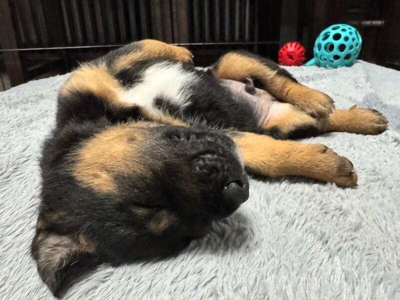 Enlarge Andy, a Adoptable mixed breed in Seattle, WA image 2/5