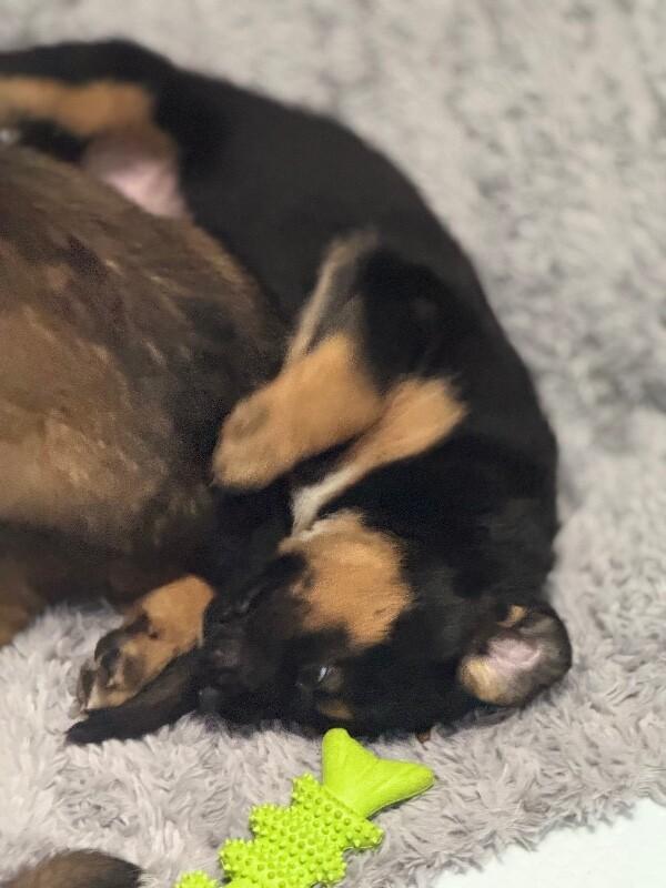 Enlarge Andy, a Adoptable mixed breed in Seattle, WA image 3/5