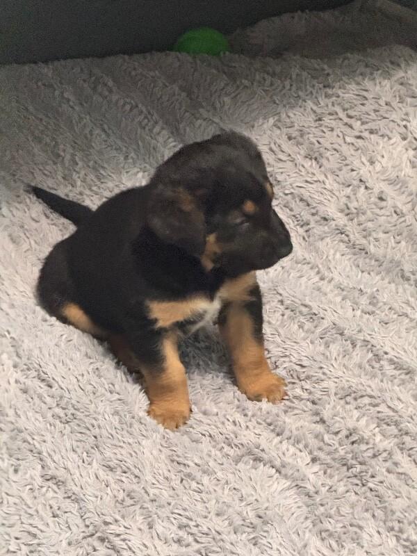 Enlarge Andy, a Adoptable mixed breed in Seattle, WA image 4/5