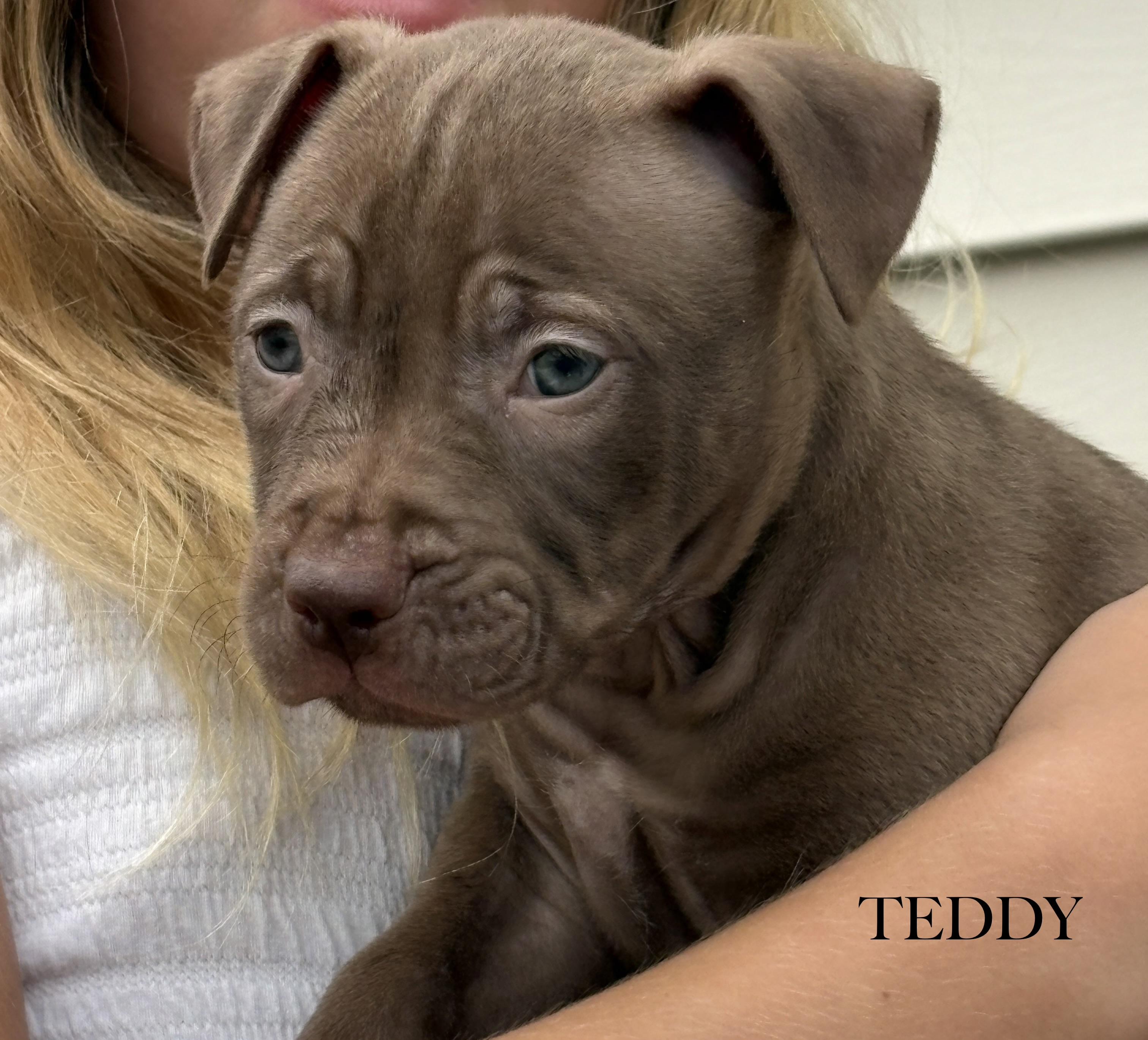 Teddy, a ADOPTABLE mixed breed in Aurora, IL image 2/3