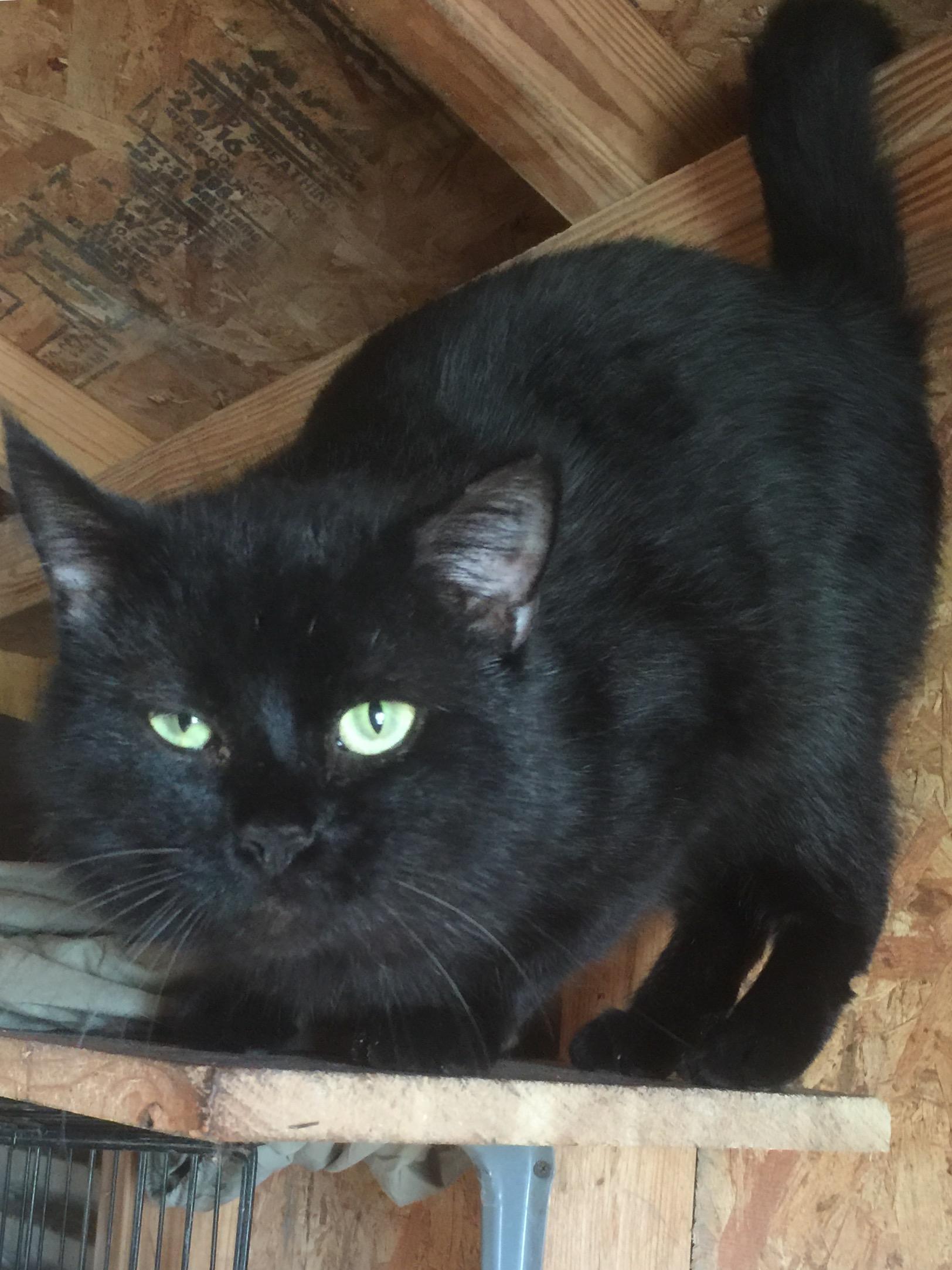 Finny, a Adoptable Domestic Short Hair image 1/2