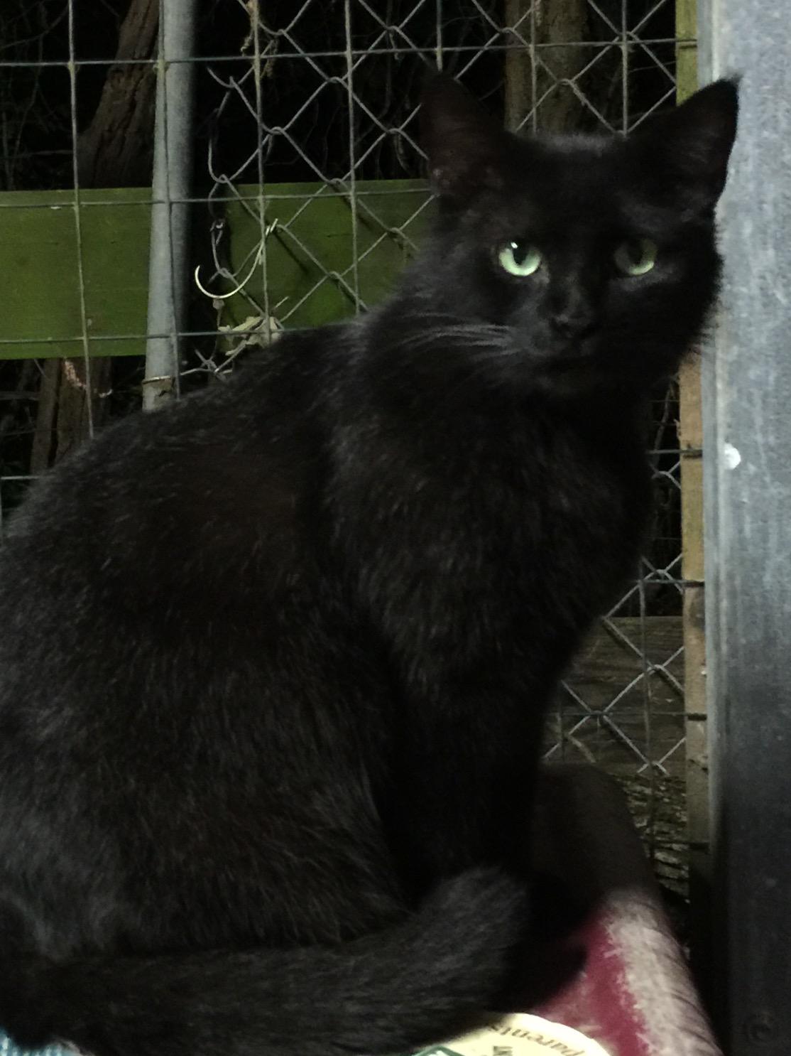 Finny, a Adoptable Domestic Short Hair image 2/2