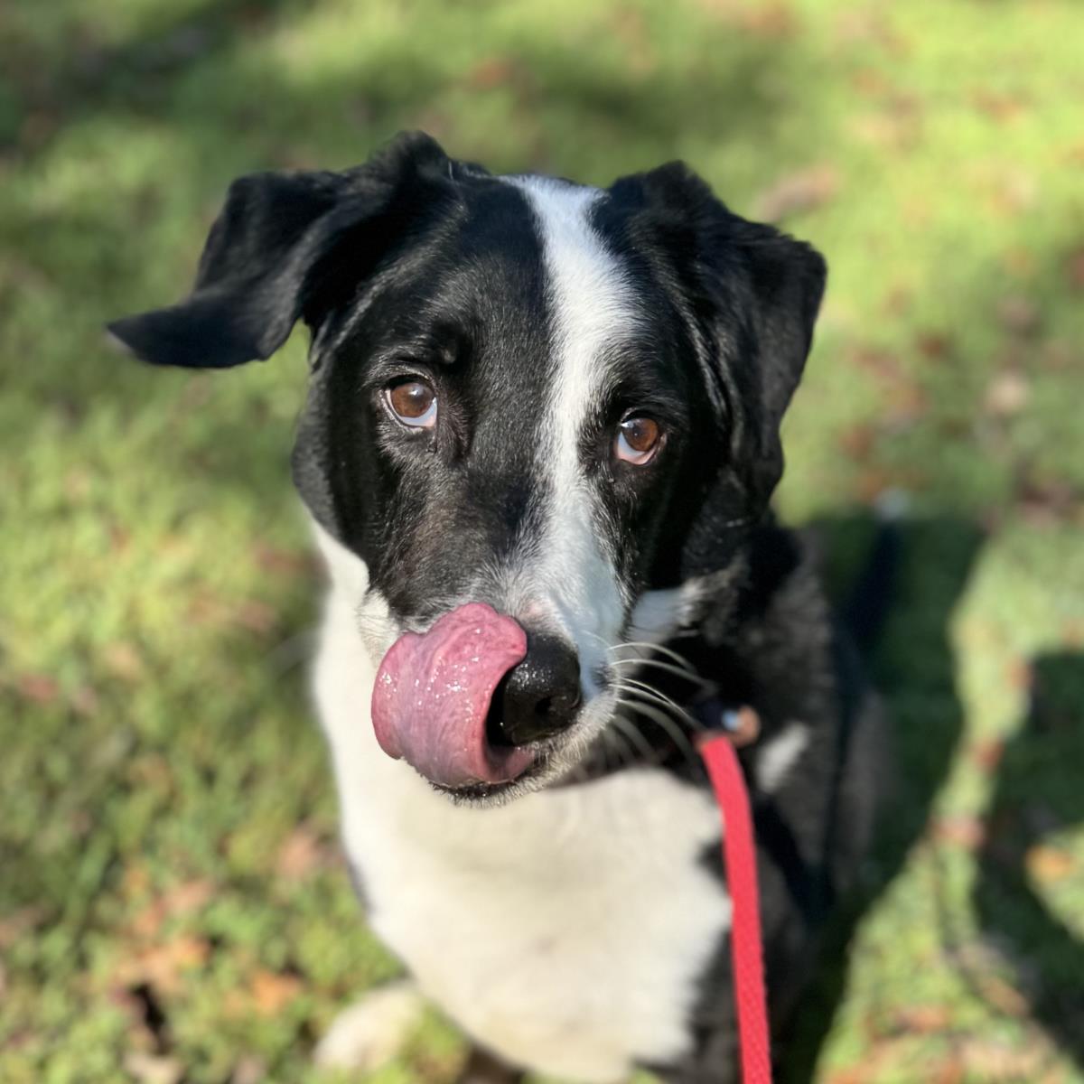 Rupert, Adoptable, Adult Male Labrador Retriever.