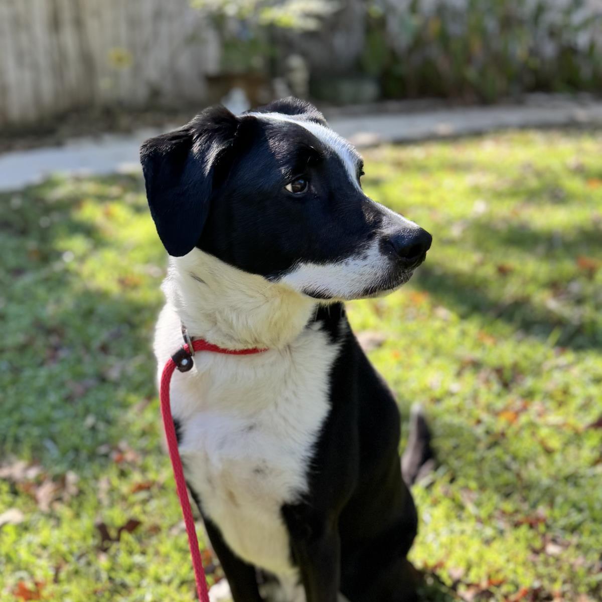 Rupert, a Adoptable Labrador Retriever in NEWTOWN, PA image 3/3
